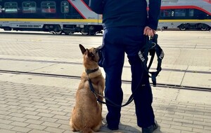 Pies służbowy siedzący obok policyjnego przewodnika.