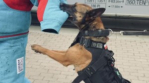 Pies służbowy podczas chwytu pozorant.