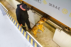 Pies policyjny podczas ćwiczeń.