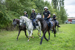 Policjanci na koniach.