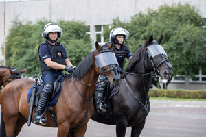 Policjanci na koniach.