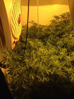 krzewy konopi indyjskiej