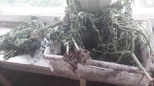 zabezpieczony przez policję susz