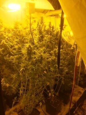 Rośliny konopi indyjskiej w szklarni.