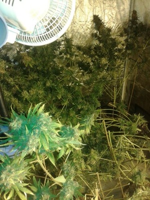 zabezpieczone narkotyki