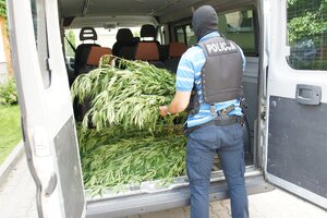 zabezpieczone krzewy konopi indyjskich