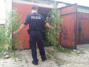 zabezpieczone  konopie indyjskie