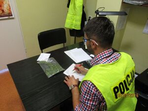 policjant przeprowadzający oględziny narkotyków