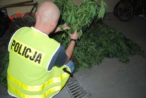 zabezpieczone konopie