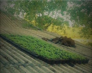 na zdjęciu uprawa konopi na  dachu budynku.