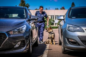 psy służbowe podczas konkurencji wyszukiwania zapachów