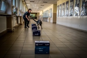 psy służbowe podczas konkurencji wyszukiwania zapachów