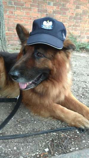 pies w policyjnej czapce.
