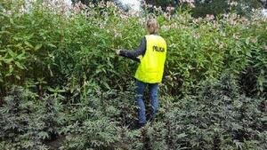 Policjantka prowadzi oględziny plantacji