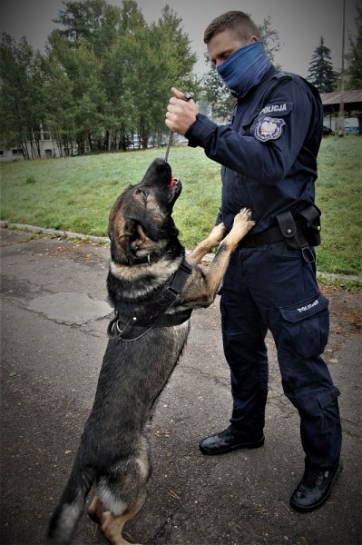 Pies służbowy z policjantem przewodnikiem.