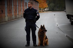 pies służbowy z policyjnym przewodnikiem podczas atestacji