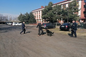 teren przed budynkiem liceum mundurowego, pokaz tresury policyjnych psów słuzbowych