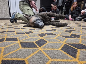 Udzielenie pierwszej pomocy psu.