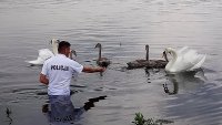 policjant stojący w wodzie próbuje zbliżyć się do rannego łabędzia