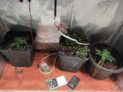 na zdjęciu trzy doniczki z marihuaną, w pudełku tekturowym, dwie wagi, susz roślinny i nabój