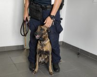 pies policyjny wyszkolony do odnajdywania zapachów narkotyków