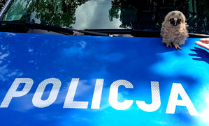 mała sowa siedząca na masce radiowozu z napisem policja