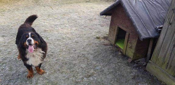 pies, obok buda dla psa przygotowana do warunków zimowych