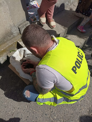 policjant nachylający się nad pudełkiem ze znalezionymi szczeniętami