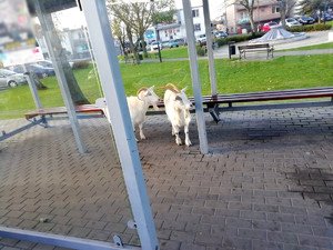 Kozy na przystanku.