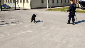 Przewodnik wraz z psem.