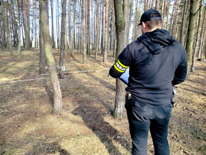 Policjant wykonujący oględziny wnyk założonych na drzewie.