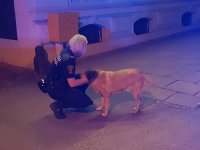 Policjantka z psem