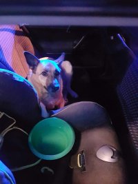 pies sprawczyni w samochodzie