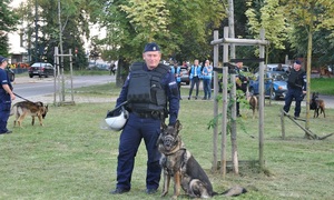 Psy służbowe podczas zabezpieczenia meczu pomiędzy drużynami Widzewa i Cracovii