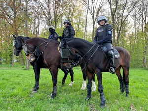 Policjanci z strażnicy miejscy na koniach stoją na trawie.