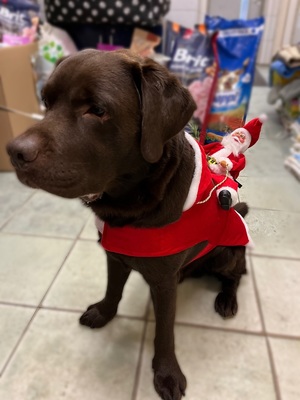 Pies Maciej przebrany w strój świąteczny.