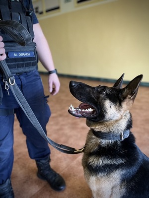Pies policyjny Skuter patrzy na swojego przewodnika.
