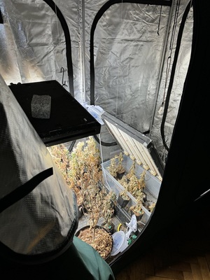 Oświetlony namiot, w środku którego rosną rośliny.