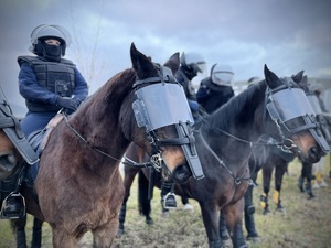 Konie policyjne z policjantami.