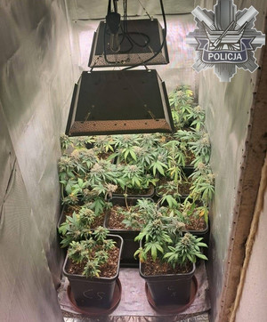 Krzaki konopii zabezpieczone przez policjantów.