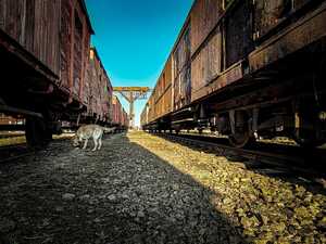 Pies w trakcie detekcji.