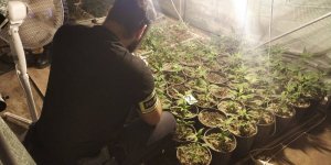 policjant wykonuje oględziny zabezpieczonych roślin
