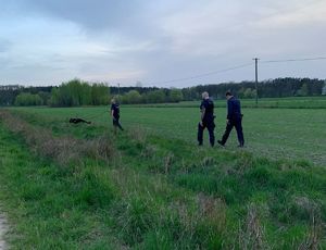 Policjanci wraz z psem służbowym przeczesują teren szukając zaginionej kobiety.