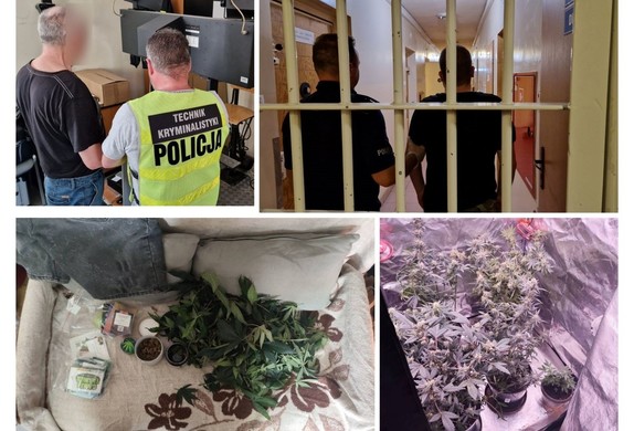 Kolaż zdjęć na którym widać policjantów z zatrzymanymi mężczyznami oraz zabronione rośliny.