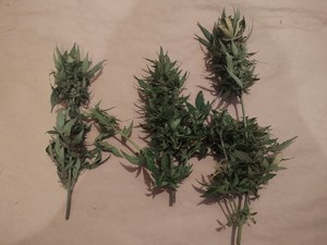 Trzy krzaki konopi innych niż włókniste.