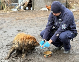 Policjant karmi zwierzę.
