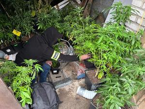 Policjant zabezpiecza doniczki z roślinami marihuany
