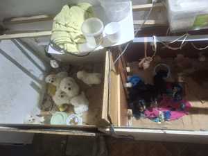 Zwierzęta znajdujące się w nielegalnej hodowli