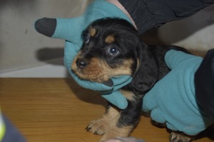 Zwierzęta znajdujące się w nielegalnej hodowli