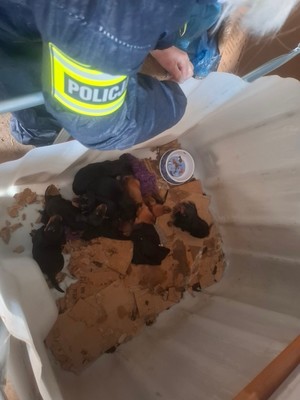 Zwierzęta znajdujące się w nielegalnej hodowli